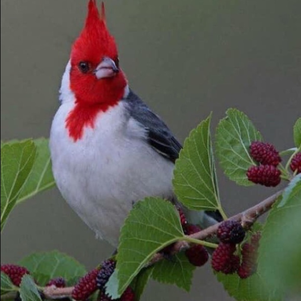 Meet your Posher, Isabel